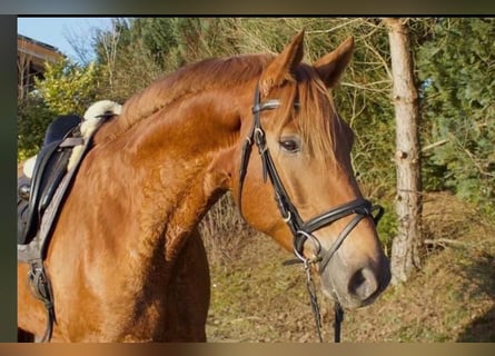 Hannover, Castrone, 5 Anni, 166 cm, Sauro scuro
