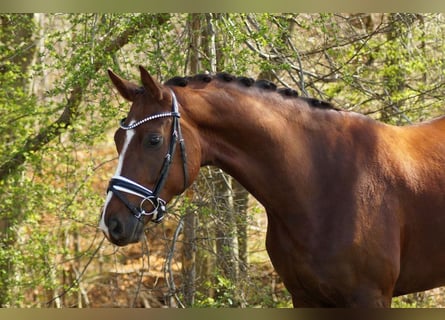 Hannover, Castrone, 5 Anni, 166 cm, Sauro scuro