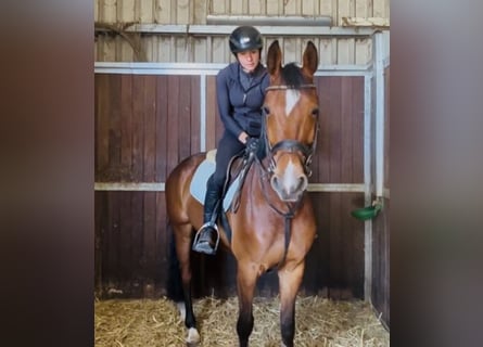 Hannover, Castrone, 5 Anni, 167 cm, Baio