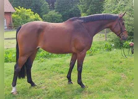 Hannover, Castrone, 5 Anni, 167 cm, Baio