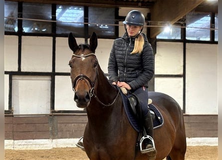 Hannover, Castrone, 5 Anni, 167 cm, Baio
