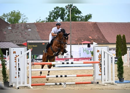 Hannover, Castrone, 5 Anni, 167 cm, Baio