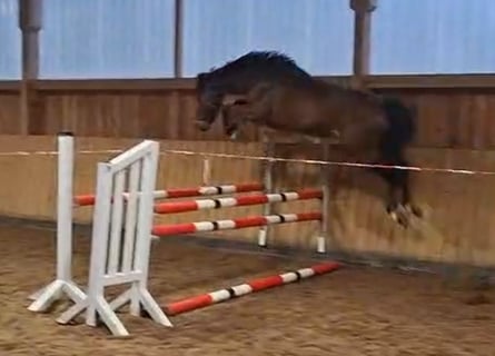 Hannover, Castrone, 5 Anni, 167 cm, Baio