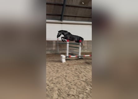 Hannover, Castrone, 5 Anni, 167 cm, Grigio pezzato