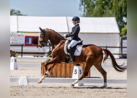 Hannover, Castrone, 5 Anni, 167 cm, Sauro