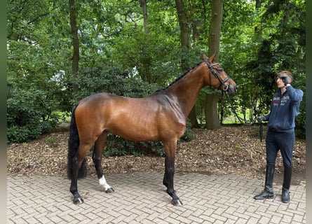 Hannover, Castrone, 5 Anni, 168 cm, Baio