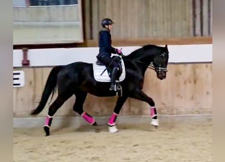 Hannover, Castrone, 5 Anni, 168 cm, Baio nero