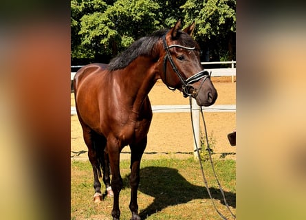 Hannover, Castrone, 5 Anni, 168 cm, Baio nero