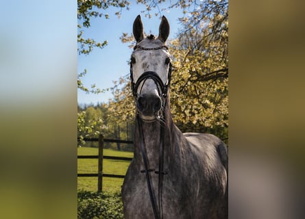 Hannover, Castrone, 5 Anni, 168 cm, Grigio