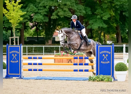 Hannover, Castrone, 5 Anni, 168 cm, Grigio