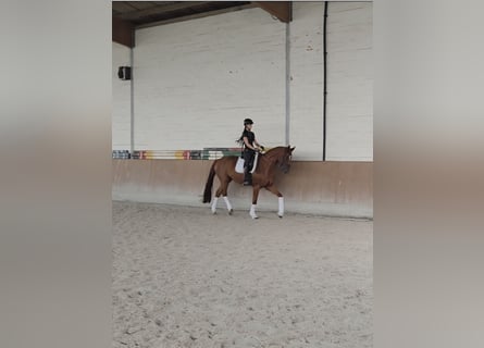Hannover, Castrone, 5 Anni, 168 cm, Sauro