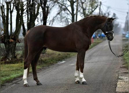 Hannover, Castrone, 5 Anni, 168 cm, Sauro