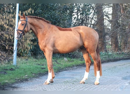 Hannover, Castrone, 5 Anni, 168 cm, Sauro