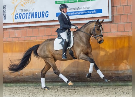 Hannover, Castrone, 5 Anni, 169 cm, Baio