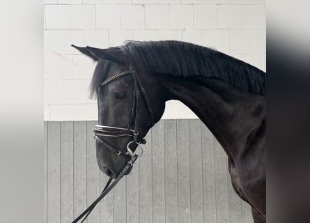 Hannover, Castrone, 5 Anni, 169 cm, Morello