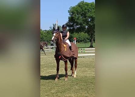 Hannover, Castrone, 5 Anni, 169 cm, Sauro