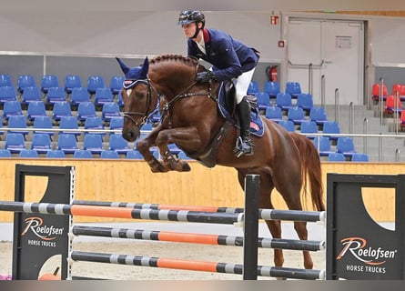 Hannover, Castrone, 5 Anni, 169 cm, Sauro scuro