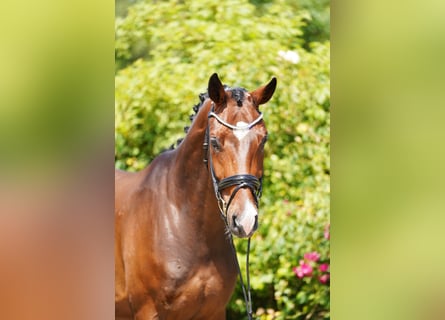 Hannover, Castrone, 5 Anni, 170 cm, Baio