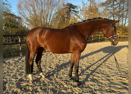 Hannover, Castrone, 5 Anni, 170 cm, Baio