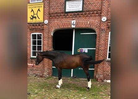 Hannover, Castrone, 5 Anni, 170 cm, Baio scuro