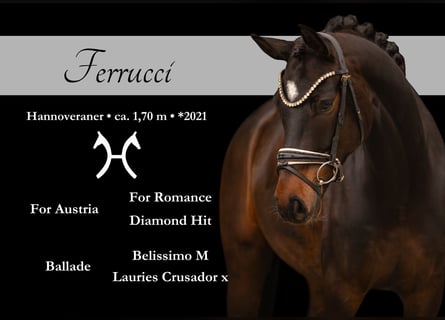 Hannover, Castrone, 5 Anni, 170 cm, Baio scuro