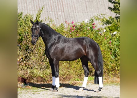 Hannover, Castrone, 5 Anni, 170 cm