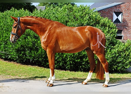Hannover, Castrone, 5 Anni, 170 cm, Sauro