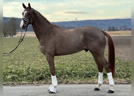 Hannover, Castrone, 5 Anni, 170 cm, Sauro