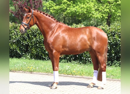 Hannover, Castrone, 5 Anni, 170 cm, Sauro