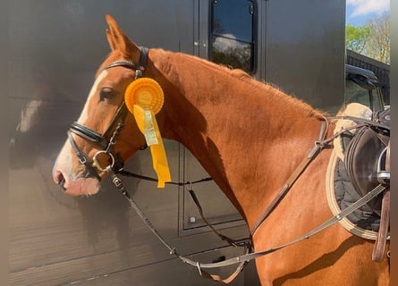 Hannover, Castrone, 5 Anni, 170 cm, Sauro