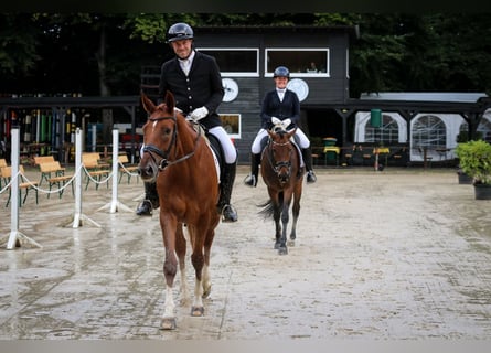 Hannover, Castrone, 5 Anni, 171 cm, Sauro