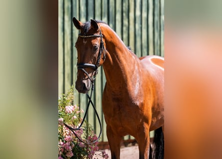 Hannover, Castrone, 5 Anni, 172 cm, Baio