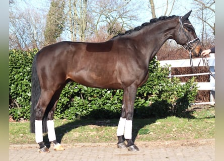 Hannover, Castrone, 5 Anni, 172 cm, Baio