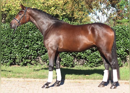 Hannover, Castrone, 5 Anni, 172 cm, Baio