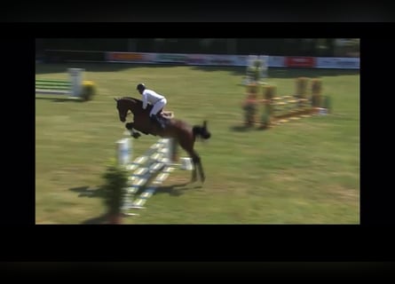 Hannover, Castrone, 5 Anni, 172 cm, Baio