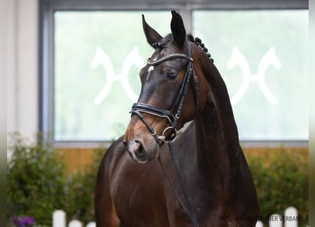 Hannover, Castrone, 5 Anni, 172 cm, Baio scuro