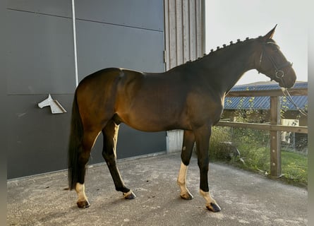 Hannover, Castrone, 5 Anni, 172 cm