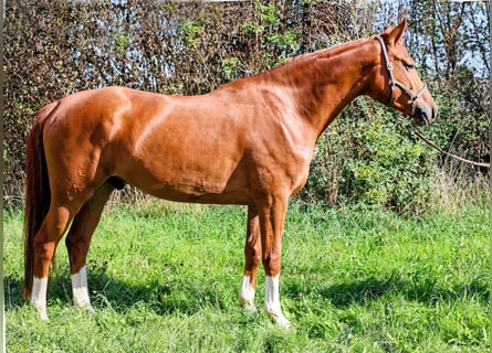 Hannover, Castrone, 5 Anni, 172 cm, Sauro
