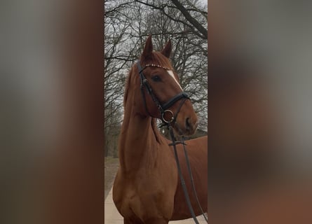 Hannover, Castrone, 5 Anni, 172 cm, Sauro