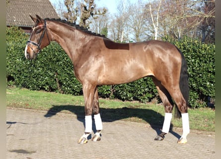 Hannover, Castrone, 5 Anni, 173 cm, Baio