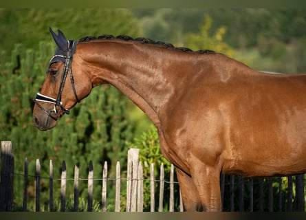 Hannover, Castrone, 5 Anni, 174 cm, Baio