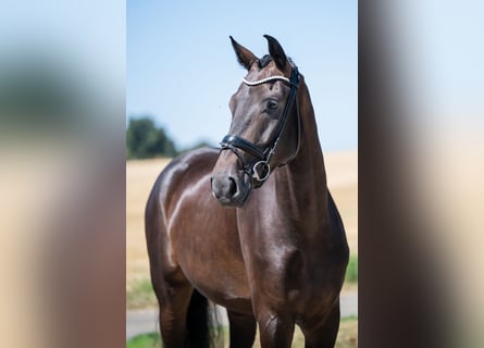 Hannover, Castrone, 5 Anni, 174 cm, Baio nero