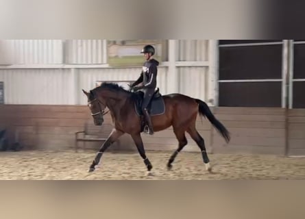 Hannover, Castrone, 5 Anni, 174 cm, Baio scuro