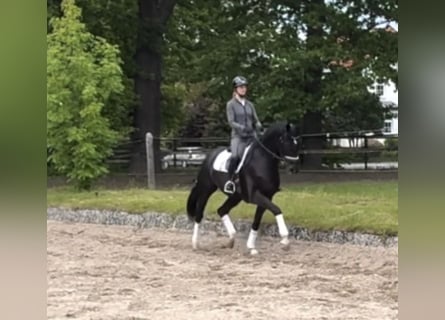 Hannover, Castrone, 5 Anni, 174 cm, Morello