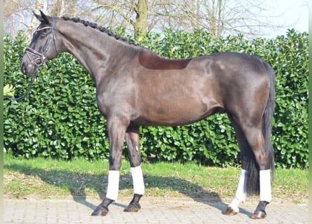 Hannover, Castrone, 5 Anni, 175 cm, Baio