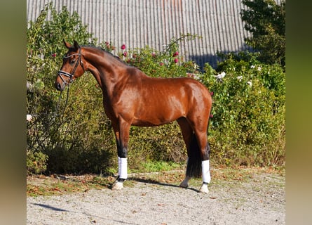 Hannover, Castrone, 5 Anni, 175 cm