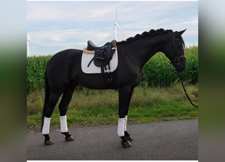 Hannover, Castrone, 5 Anni, 175 cm, Morello