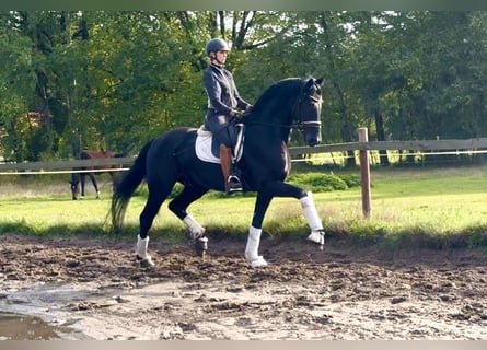 Hannover, Castrone, 5 Anni, 175 cm, Morello