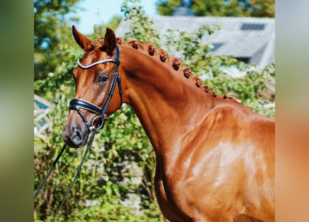 Hannover, Castrone, 5 Anni, 175 cm, Sauro