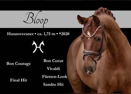 Hannover, Castrone, 5 Anni, 175 cm, Sauro scuro